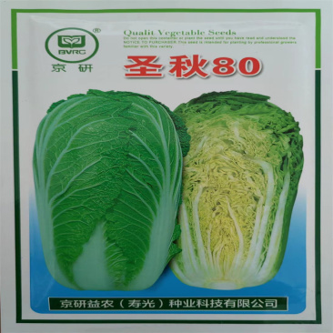 圣秋80大白菜种子寿光蔬菜山东秋白菜种籽高产秋冬季农科院