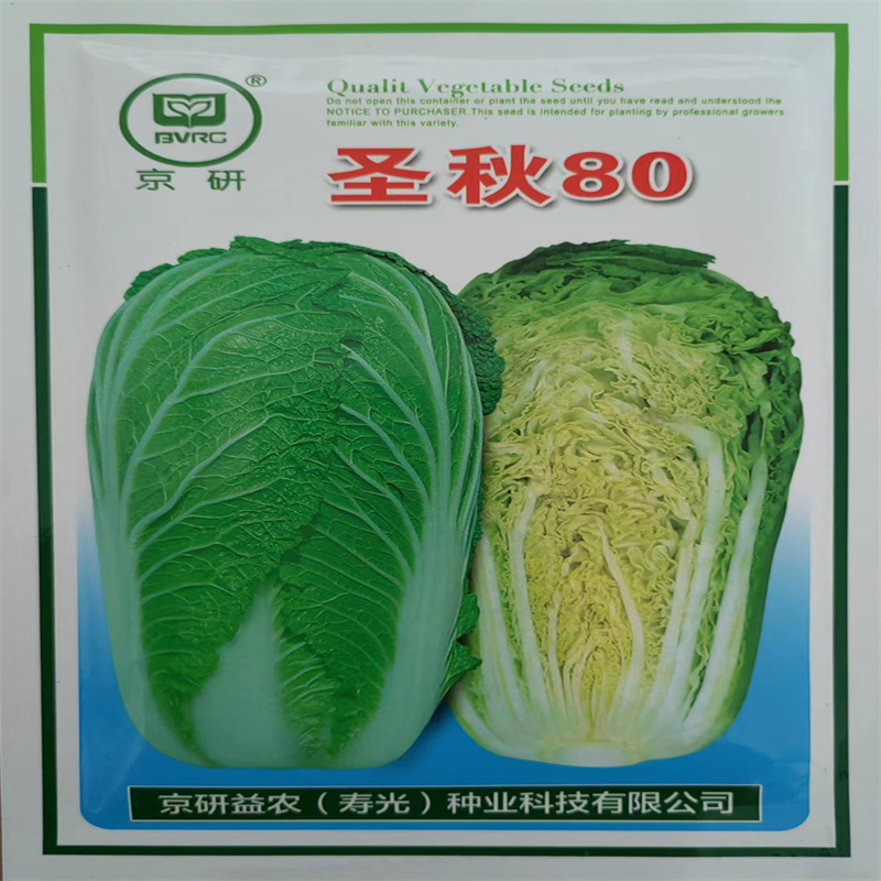 圣秋80大白菜种子寿光蔬菜山东秋白菜种籽高产秋冬季农科院