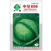 中甘606甘蓝种子|大头菜种子中蔬早熟秋甘蓝种子圆球