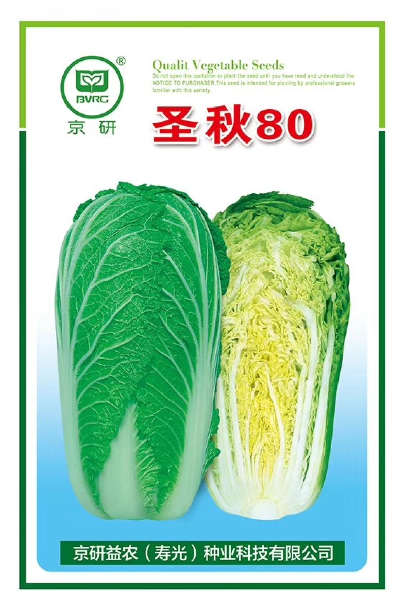 圣秋80大白菜种子寿光蔬菜山东秋白菜种籽高产秋冬季农科院