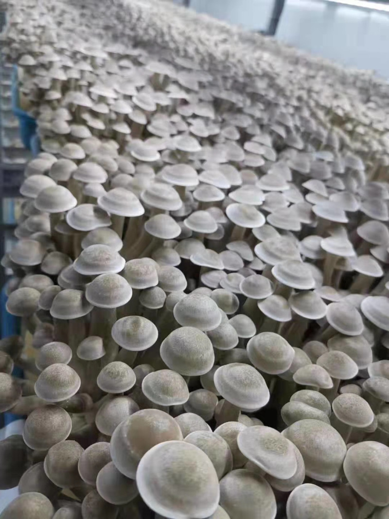 鹿茸菇杜鹃厂家批发福建古田精选本色切根鹿茸菌产地直发
