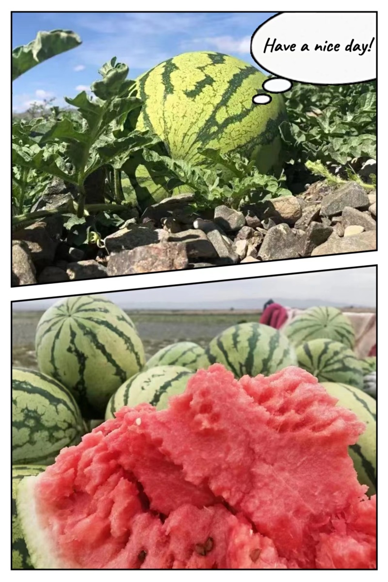 推荐宁夏正宗硒砂瓜，全国代发保熟保甜，量大从优，欢迎来电