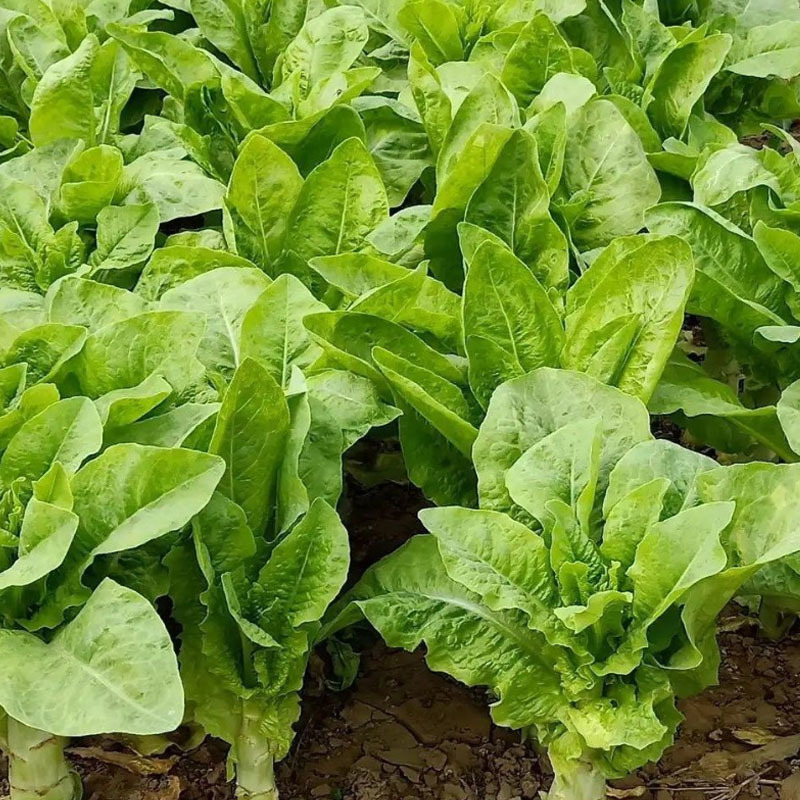 三青玉莴笋种子圆叶莴笋青皮青肉高产晚秋冬季栽培基地种植