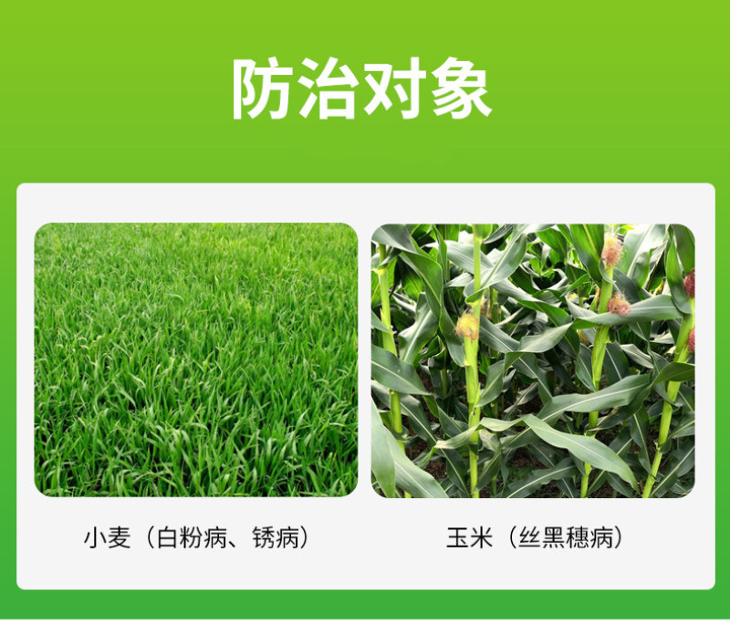 七洲15%三唑酮小麦白粉病锈病玉米丝黑穗病杀菌剂