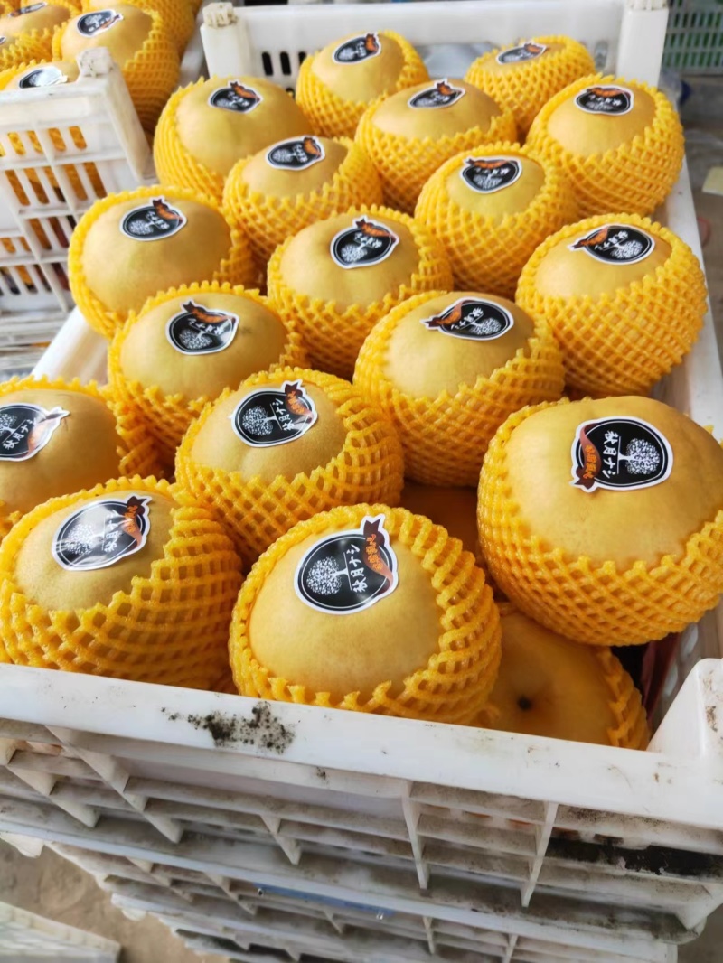 精品圆黄，大量上市，货源充足，口感佳，欢迎前来洽谈