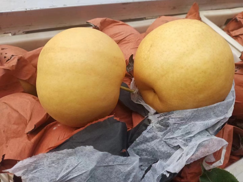 精品圆黄，大量上市，货源充足，口感佳，欢迎前来洽谈