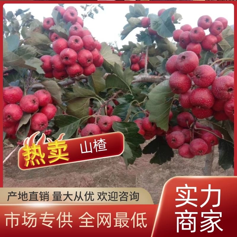 【实力】棉球山楂产地直供一手货源，大金星山楂量足品质好