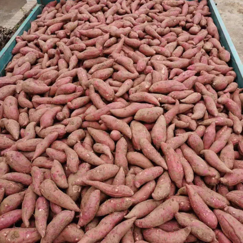 【实力商家】红薯精品西瓜红一手货源供应市场电商商超