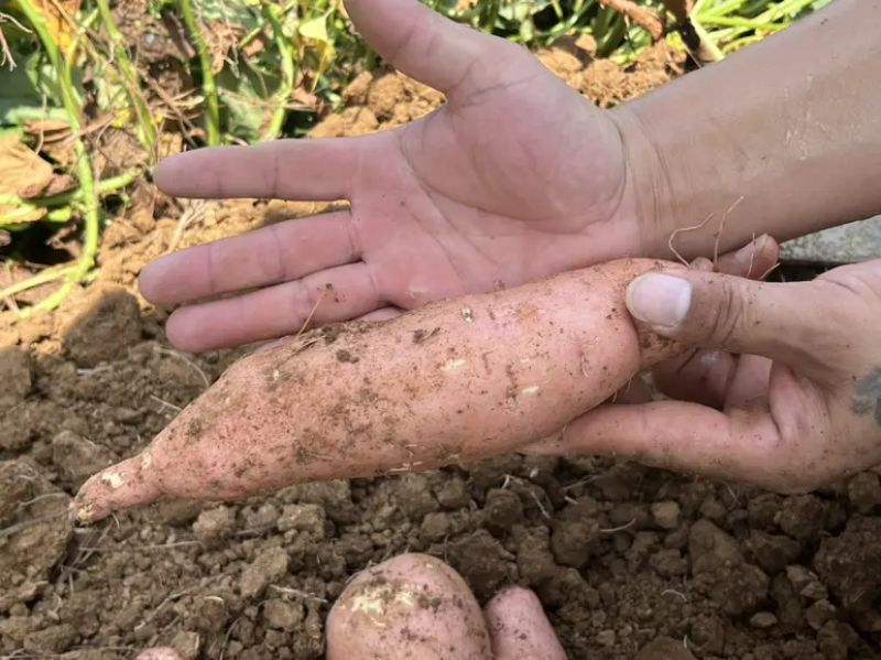 【实力商家】红薯龙薯龙九湖北正宗龙薯现挖现发可实地看货