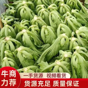 精品芥菜,一手货源视频看,品质保证以质论价云南发
