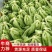 精品芥菜,一手货源视频看,品质保证以质论价云南发