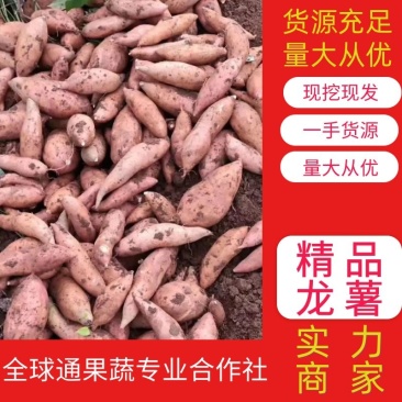 【实力商家】红薯龙薯龙九湖北正宗龙薯现挖现发可实地看货