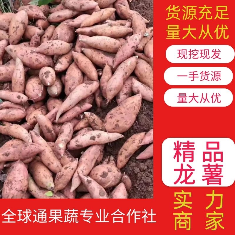 【实力商家】红薯龙薯龙九湖北正宗龙薯现挖现发可实地看货
