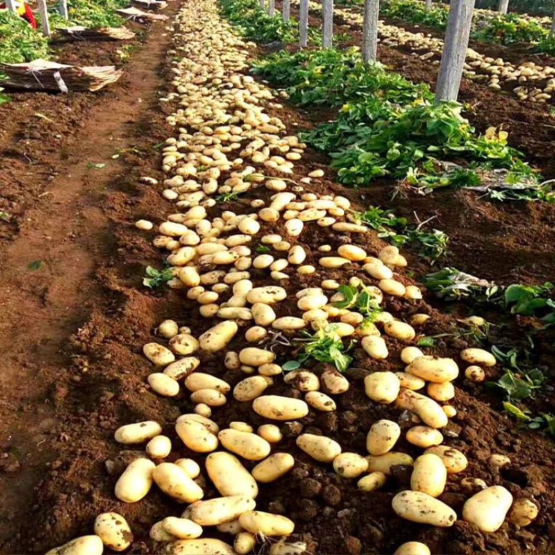 【优质土豆】土豆黄心土豆荷兰十五土豆产地大量供应
