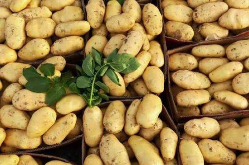 【优质土豆】土豆黄心土豆荷兰十五土豆产地大量供应