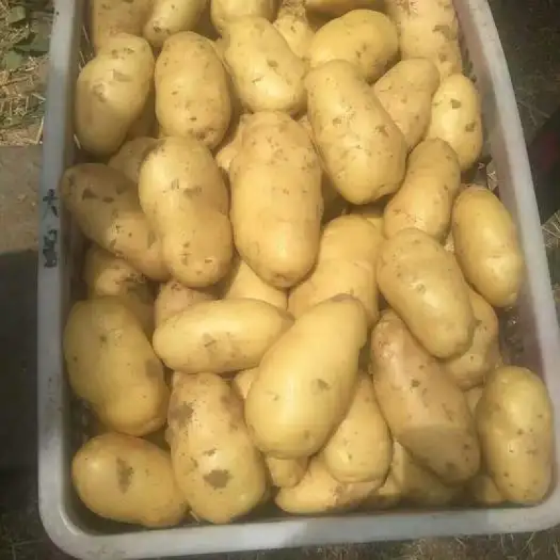 【优质土豆】土豆黄心土豆荷兰十五土豆产地大量供应
