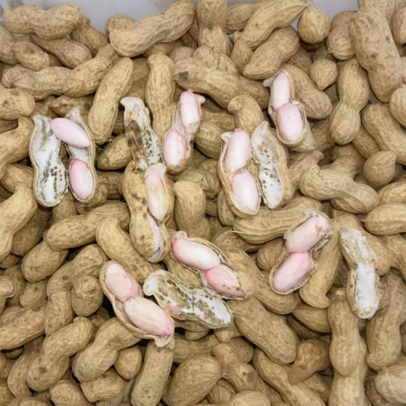 精品开封大白沙花生，产地直发，货源充足，品质保证，可视频看货