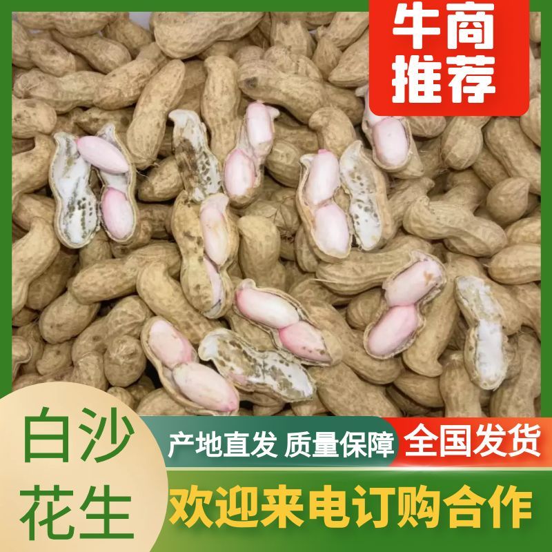 精品开封大白沙花生，产地直发，货源充足，品质保证，可视频看货