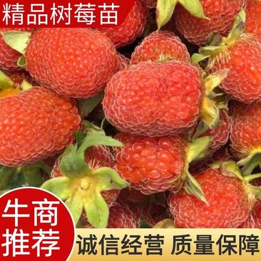 优质改良掌叶覆盆子树莓苗大果南北方免费提供技术指导