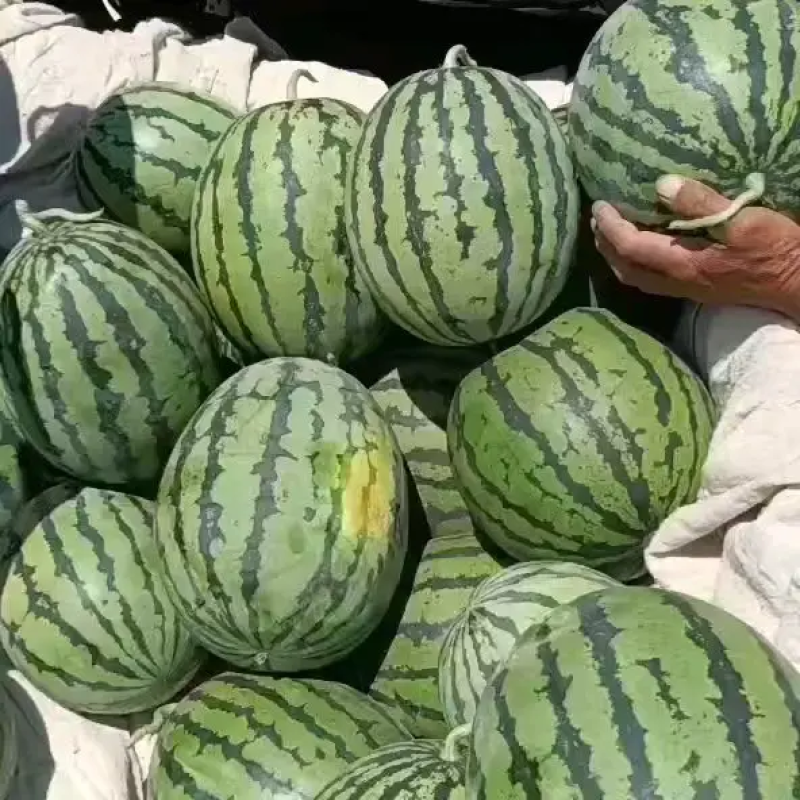 精品甜王，小薄皮，大红瓤，瓜型好，糖份高，