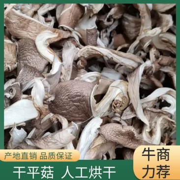 干平菇晒干平菇烘干平菇条形片形都有货