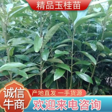 【推荐】玉桂苗，产地直销大量供应优质肉桂苗供应