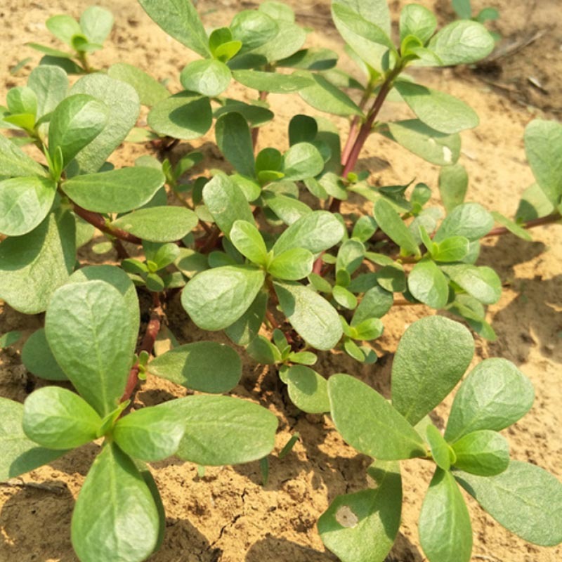 荷兰马齿苋种子直立马齿汗马蜂菜四季种植生长速度快耐热