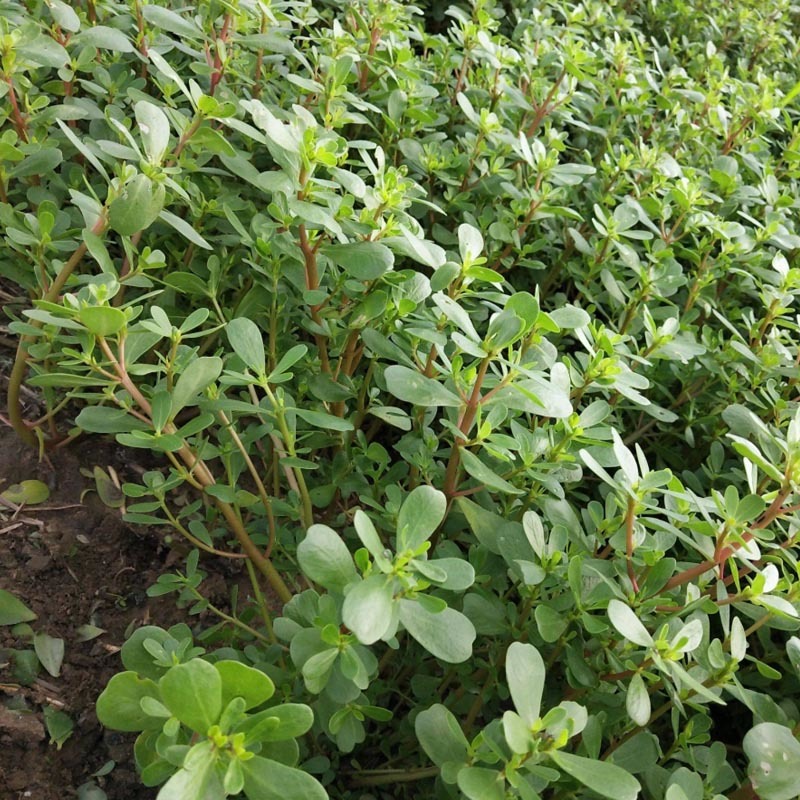 荷兰马齿苋种子直立马齿汗马蜂菜四季种植生长速度快耐热