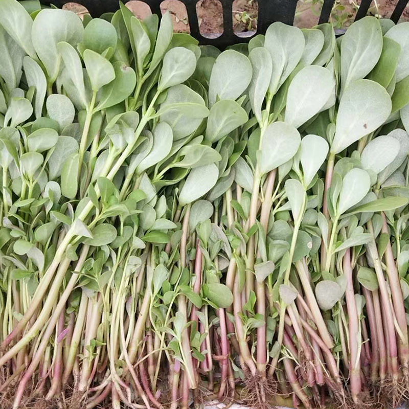 荷兰马齿苋种子直立马齿汗马蜂菜四季种植生长速度快耐热