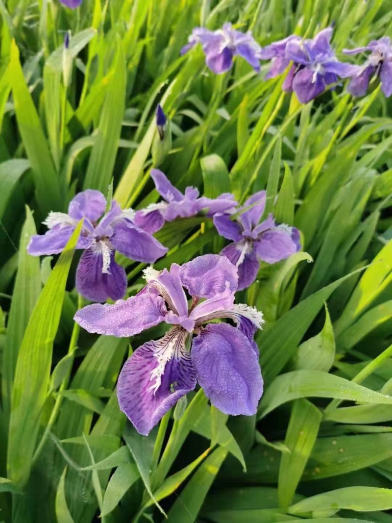 【牛商推荐】蓝花鸢尾不含盆产地直供质量保证欢迎联系