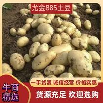 尤金885土豆基地直供一手货源品质保证诚信经营