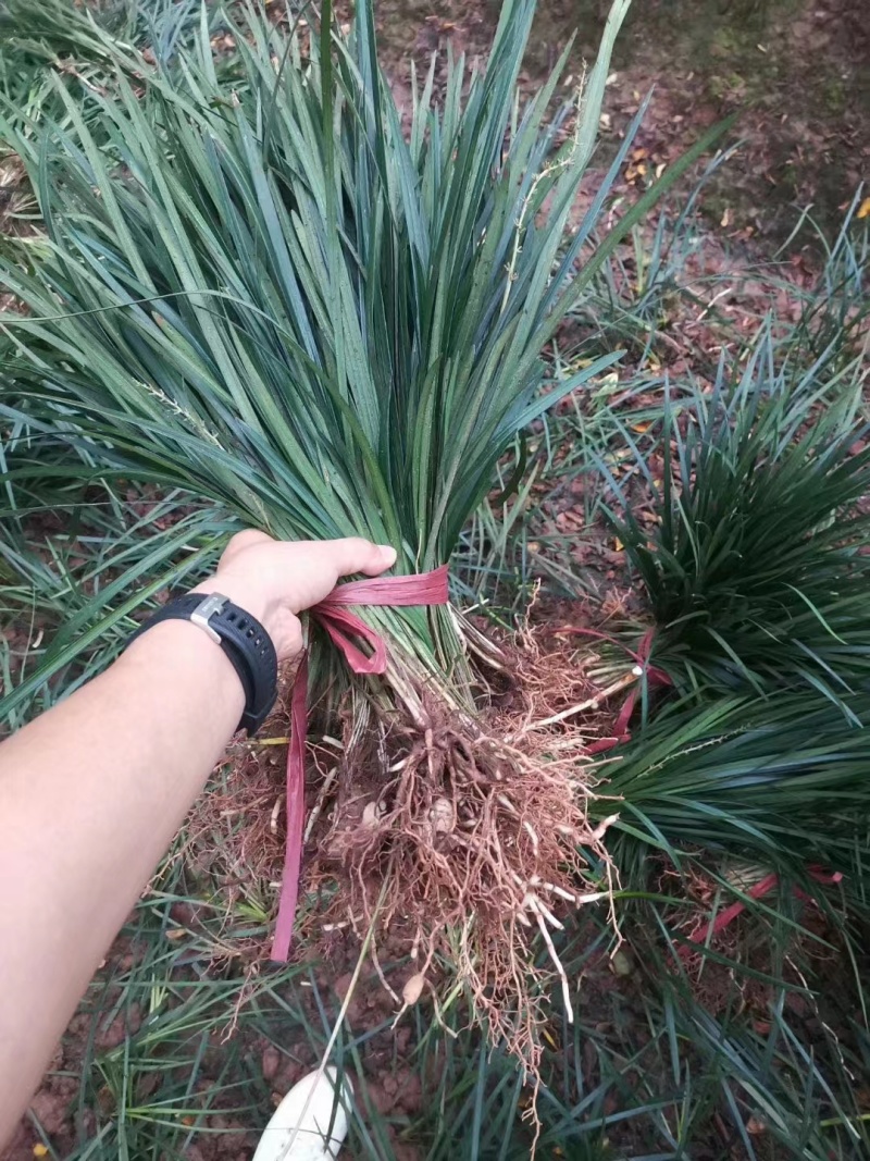 【牛商推荐】吉祥草，产地直发，质量保证，欢迎进店联系