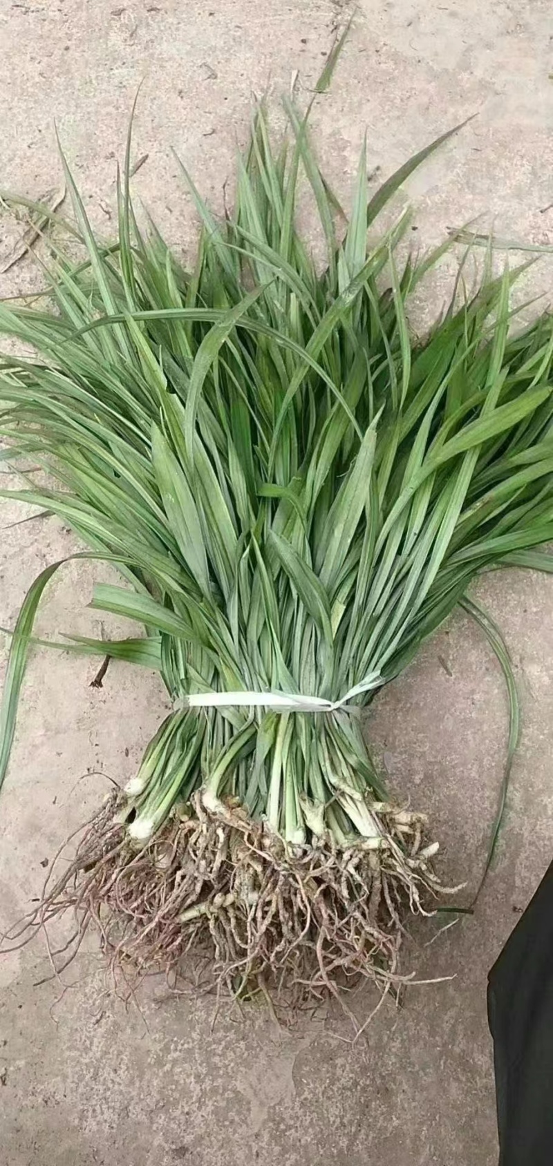 【牛商推荐】吉祥草，产地直发，质量保证，欢迎进店联系