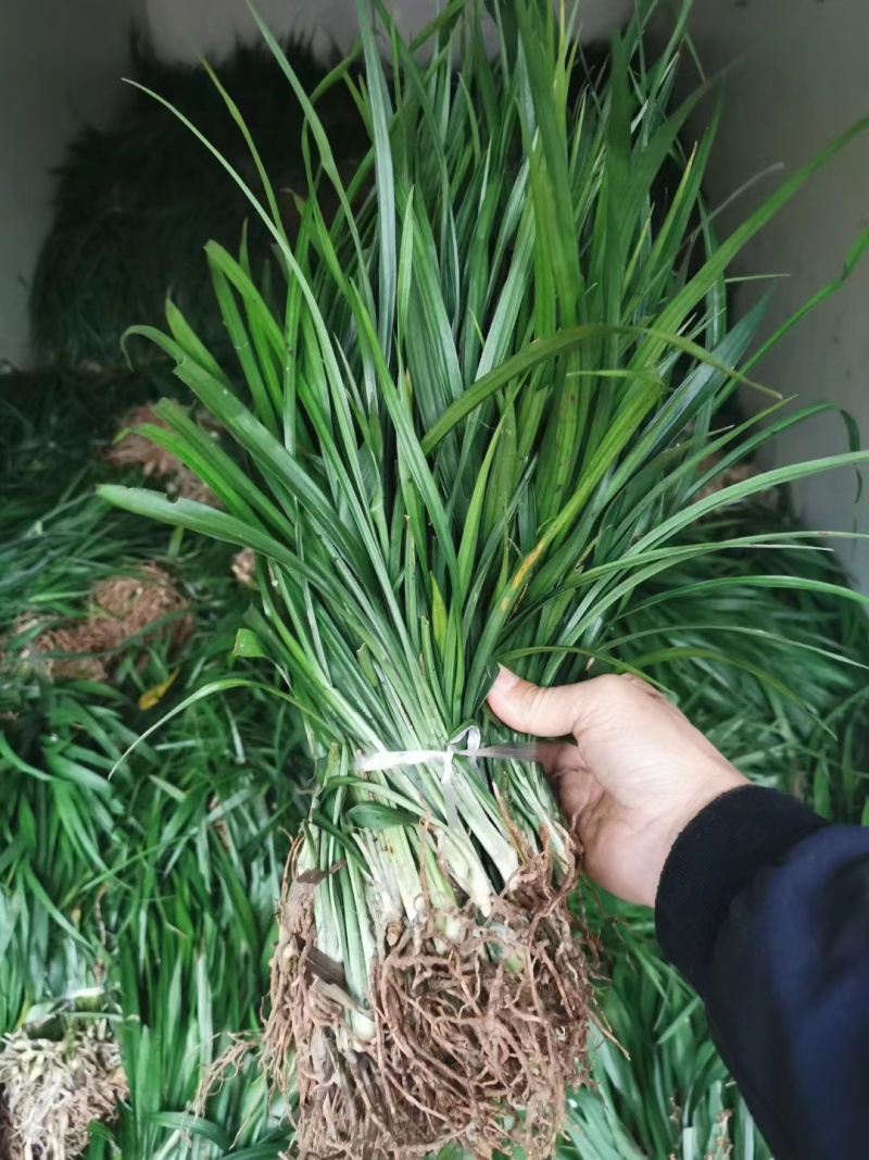 【牛商推荐】吉祥草，产地直发，质量保证，欢迎进店联系