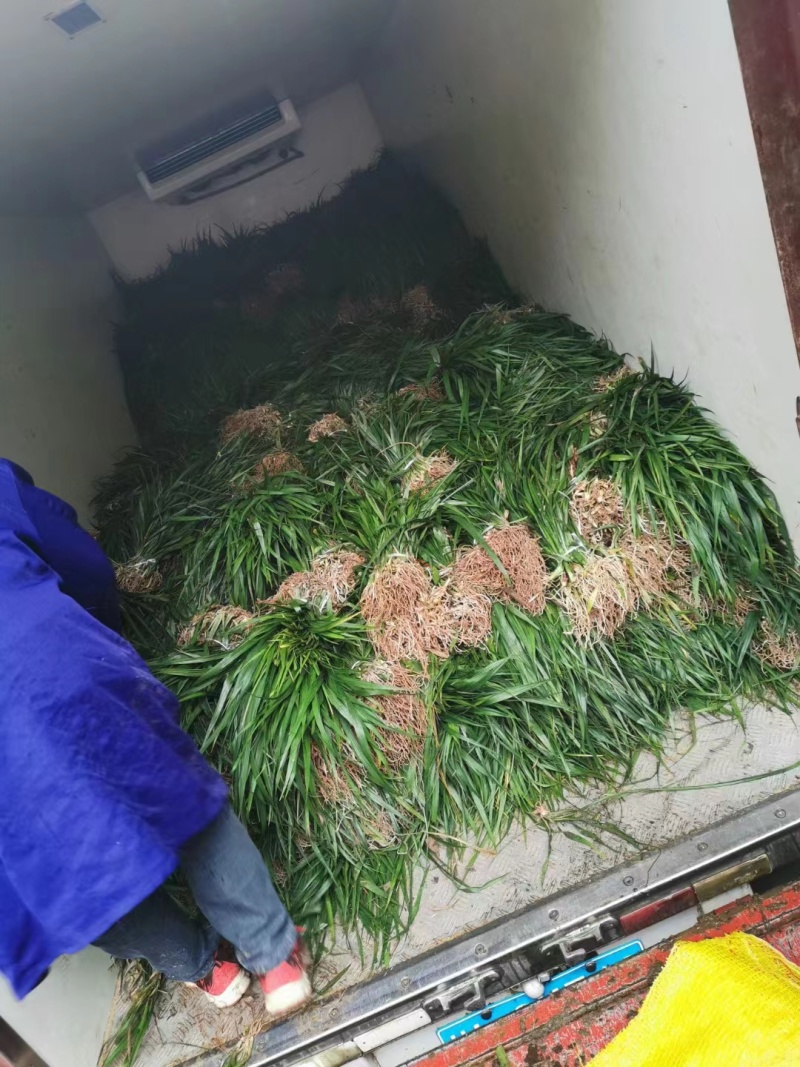 【牛商推荐】吉祥草，产地直发，质量保证，欢迎进店联系