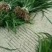 【牛商推荐】吉祥草，产地直发，质量保证，欢迎进店联系