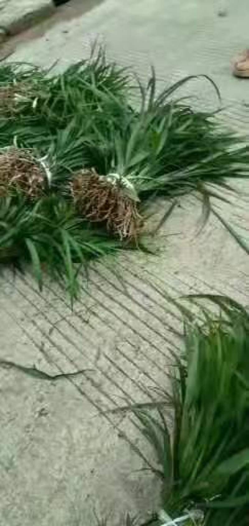 【牛商推荐】吉祥草，产地直发，质量保证，欢迎进店联系
