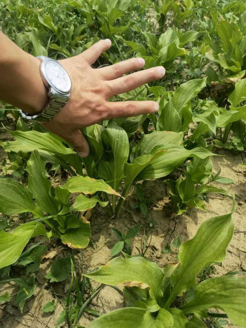 【推荐】玉簪，基地直发，质量保证，欢迎进店联系
