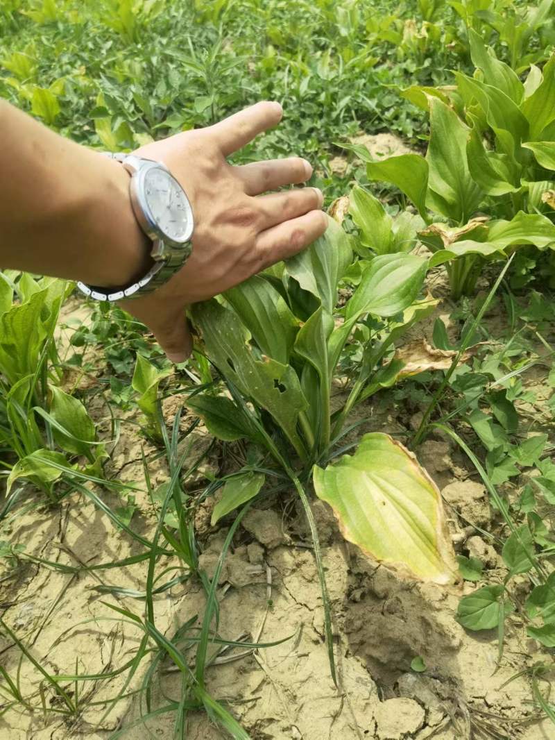 【推荐】玉簪，基地直发，质量保证，欢迎进店联系