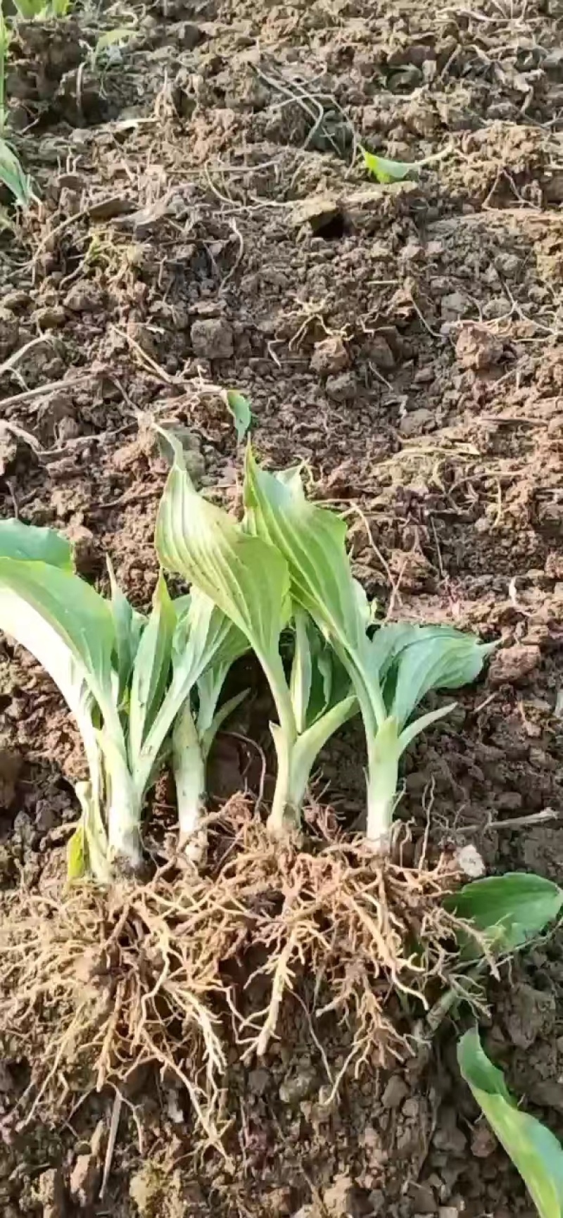 【推荐】玉簪，基地直发，质量保证，欢迎进店联系