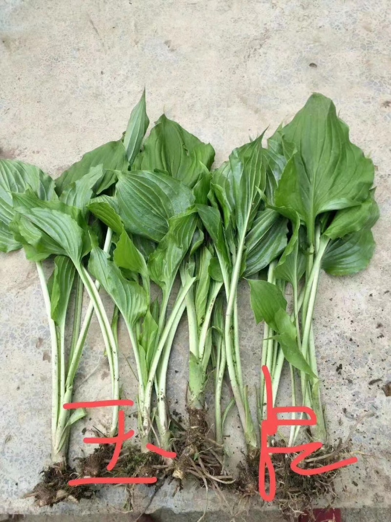【推荐】玉簪，基地直发，质量保证，欢迎进店联系
