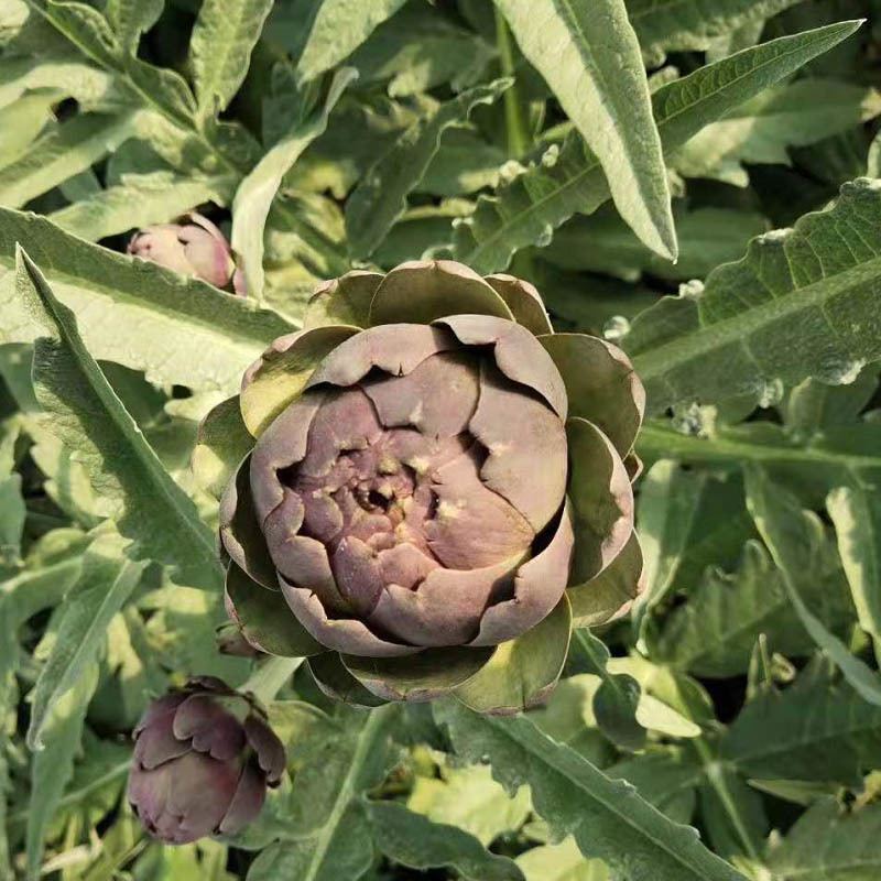 洋蓟种子法国百合紫球朝鲜蓟早熟菊蓟菜蓟种籽