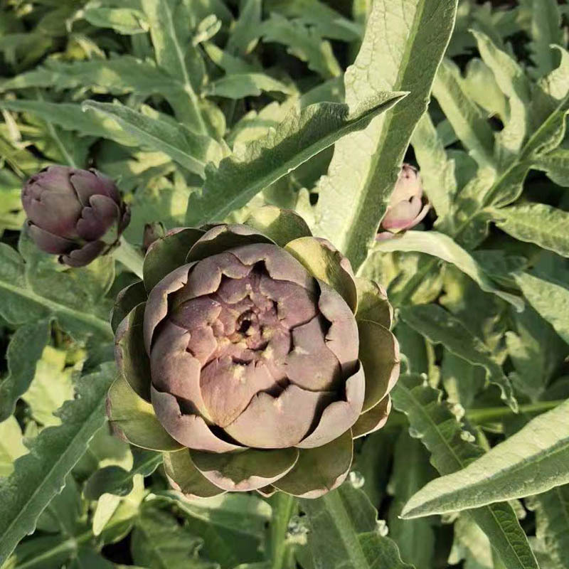 洋蓟种子法国百合紫球朝鲜蓟早熟菊蓟菜蓟种籽