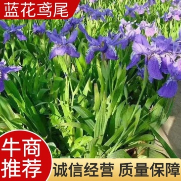【牛商推荐】蓝花鸢尾不含盆产地直供质量保证欢迎联系
