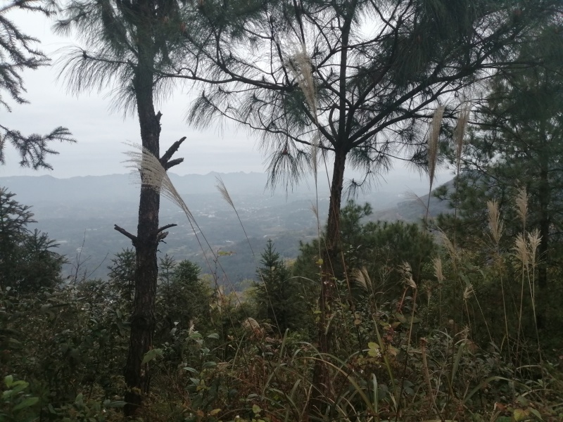 重庆巴南二圣镇中坪村3000亩荒地林地，