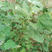 灰灰菜种子食用早熟耐热藜野灰菜灰蓼头草灰藋四季栽