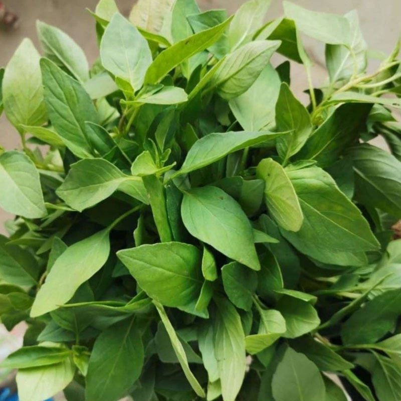 荆芥菜种子河南大叶荆芥种籽荆芥苗菜籽四季蔬菜种子