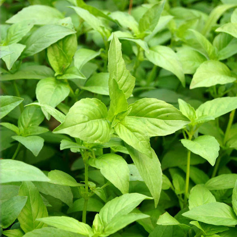 荆芥菜种子河南大叶荆芥种籽荆芥苗菜籽四季蔬菜种子