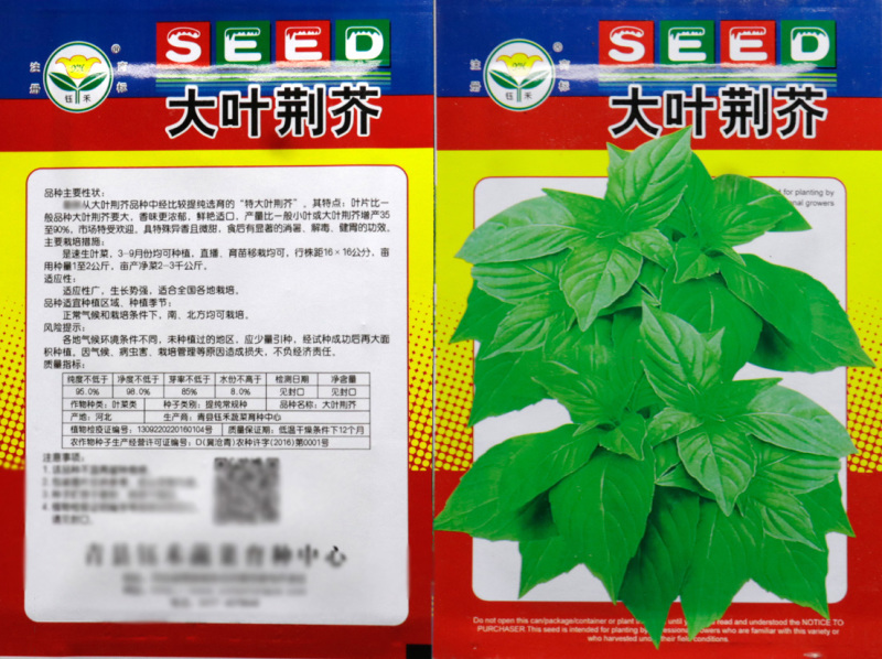 荆芥菜种子河南大叶荆芥种籽荆芥苗菜籽四季蔬菜种子