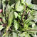 丁香罗勒种子早熟紫茎罗勒九层塔香料种子四季种植